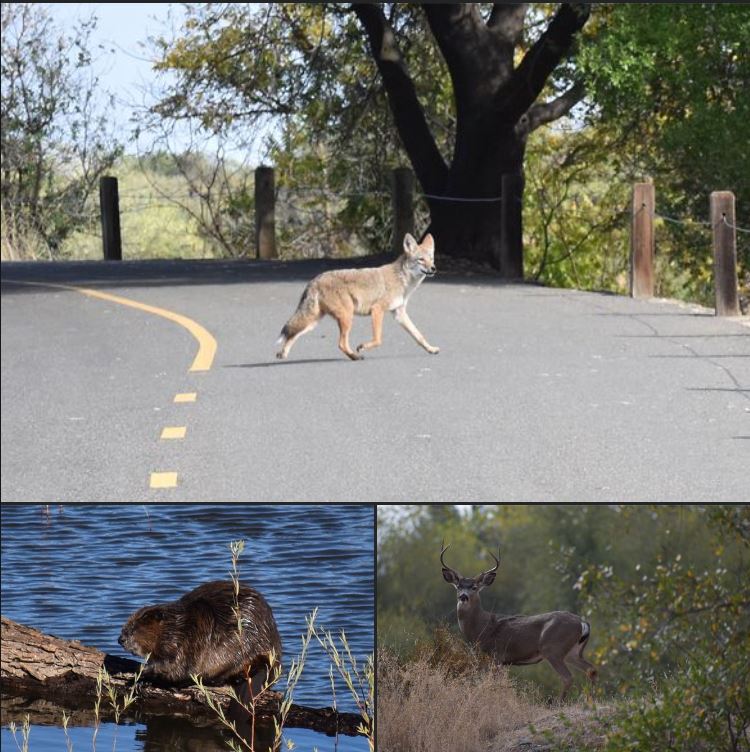 3 image collage featuring coyote, beaver, deer